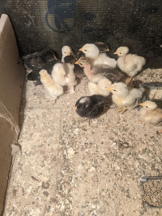 Pui de țară sănătoși