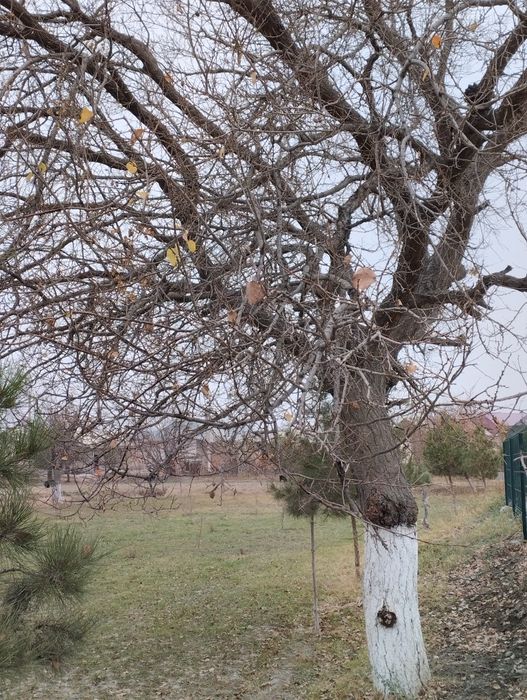 Дарахт Урик телл килинглар
