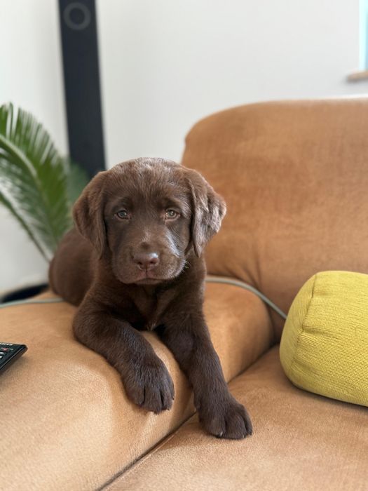 Labrador ciocolatiu