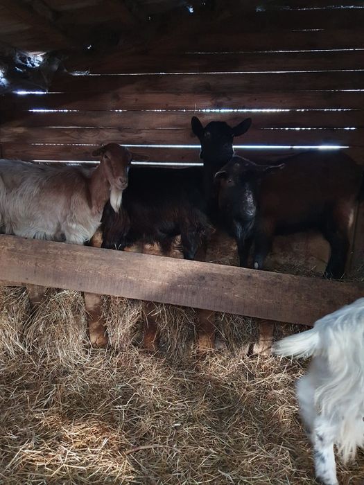 Vând capre,țapi și iezi