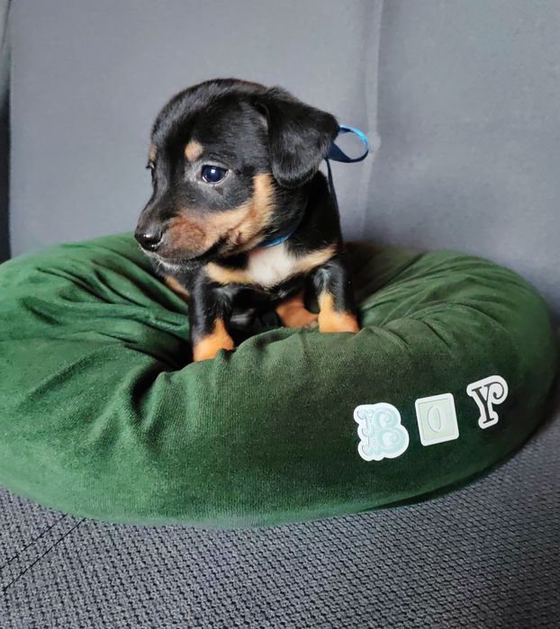 Caine Teckel Dachshund