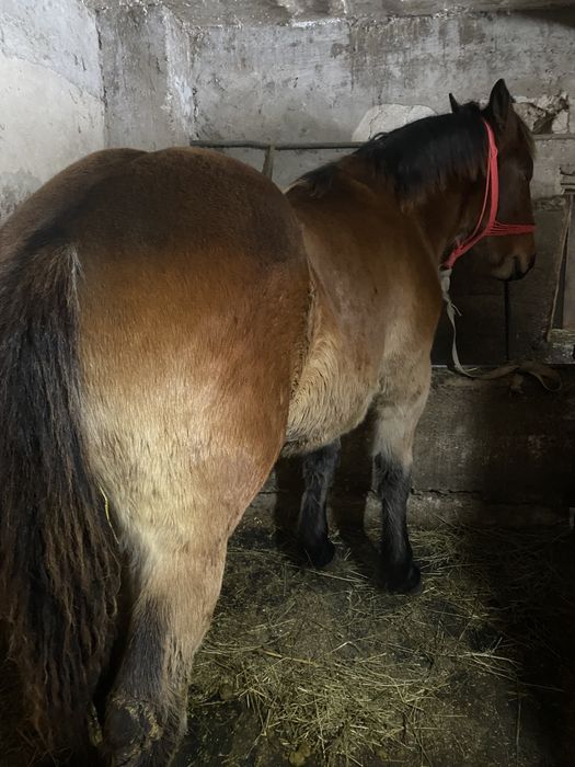 Manz cuminte de 8 luni