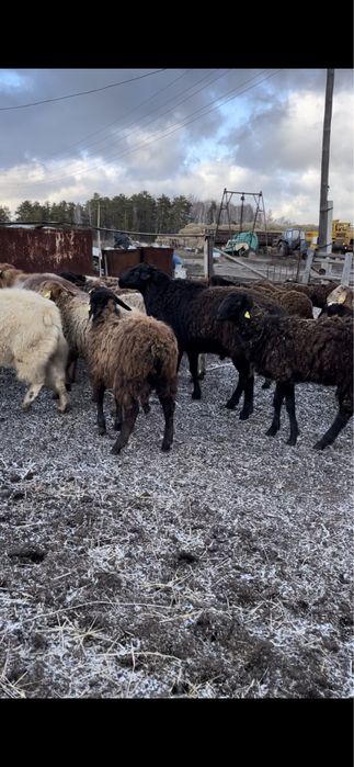 Продам Овец, баранов, мясо баранина!