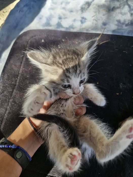 Pisici care caută o casă