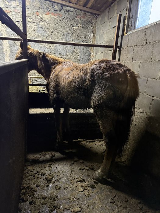 Лошади на развод