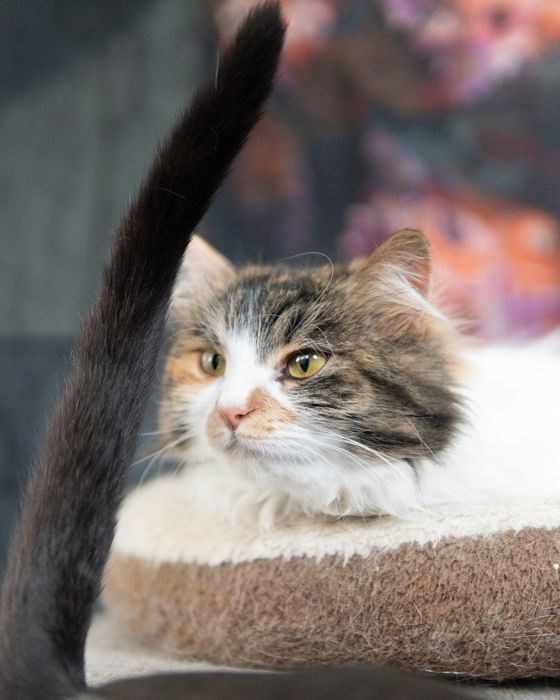 Прекрасната Писана търси дом, кастрирана