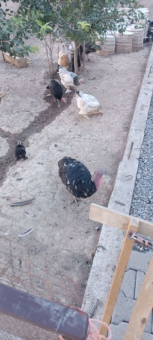 Үндік, күрке, индюшка