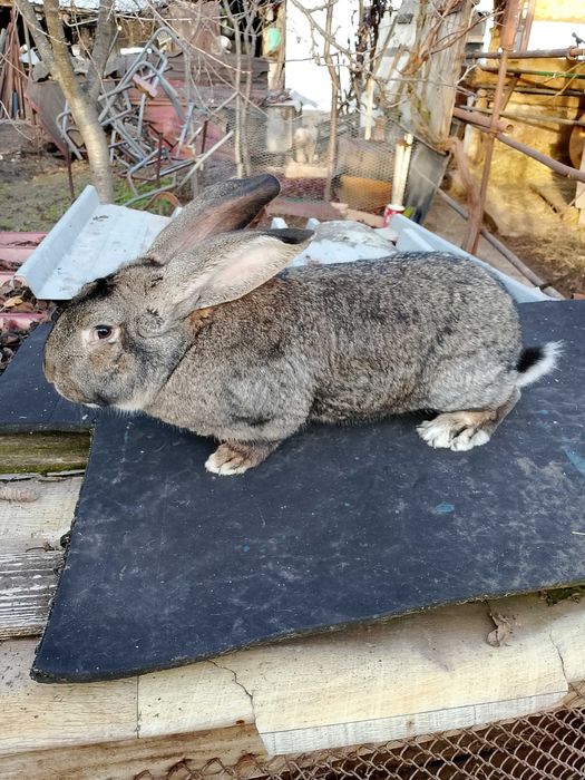 Продавам мъжки заек