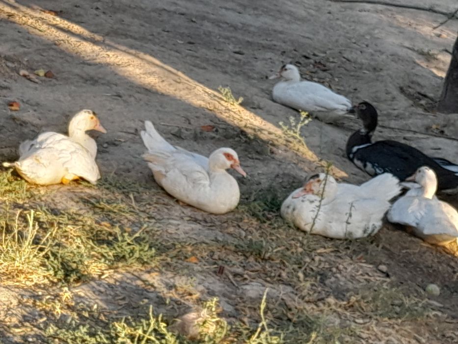 Индеутка барсатылады