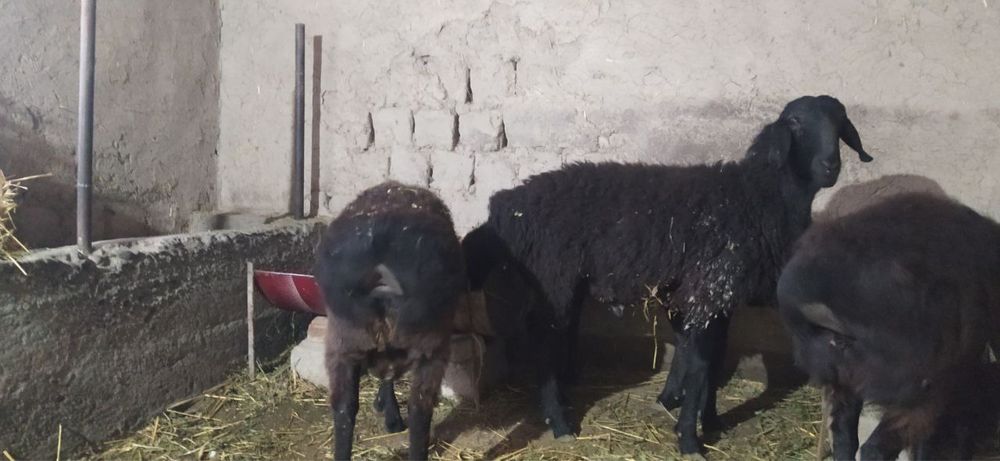 Kuy kuzilar bor 5 ta 2 urgochi 3 ta kuchkor