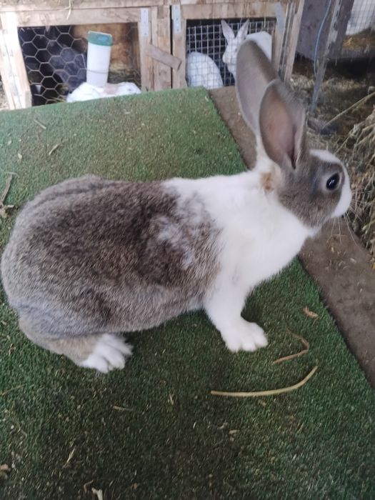 Tineret Hycole francez si Pannon