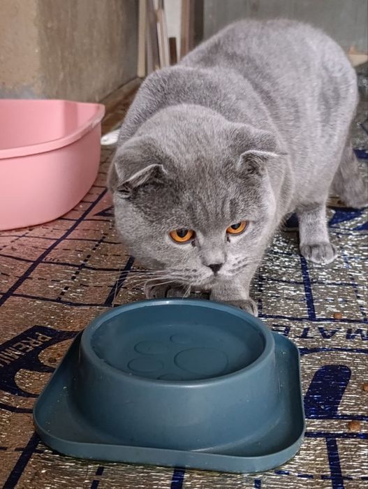 Mushuk sotiladi Scottish Fold