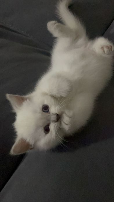 Продам британского котенка