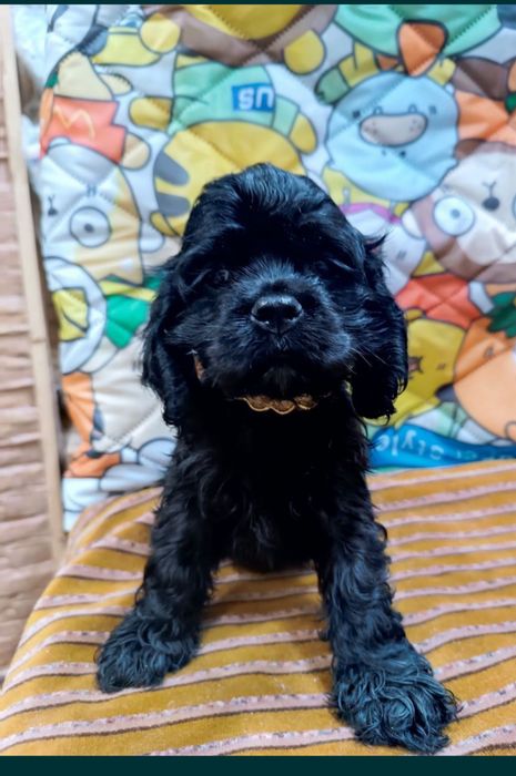 Щенок американского кокер спаниеля