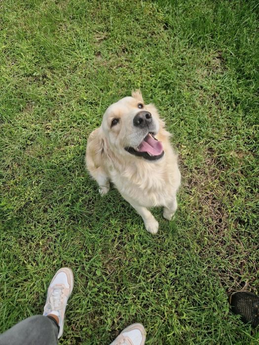 Бебета Голдън ретривър