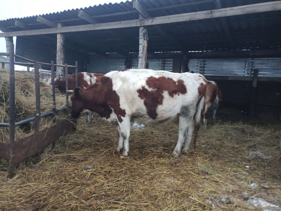 Продаётся молочные корова