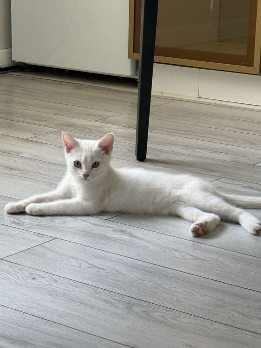 Котята в продаже