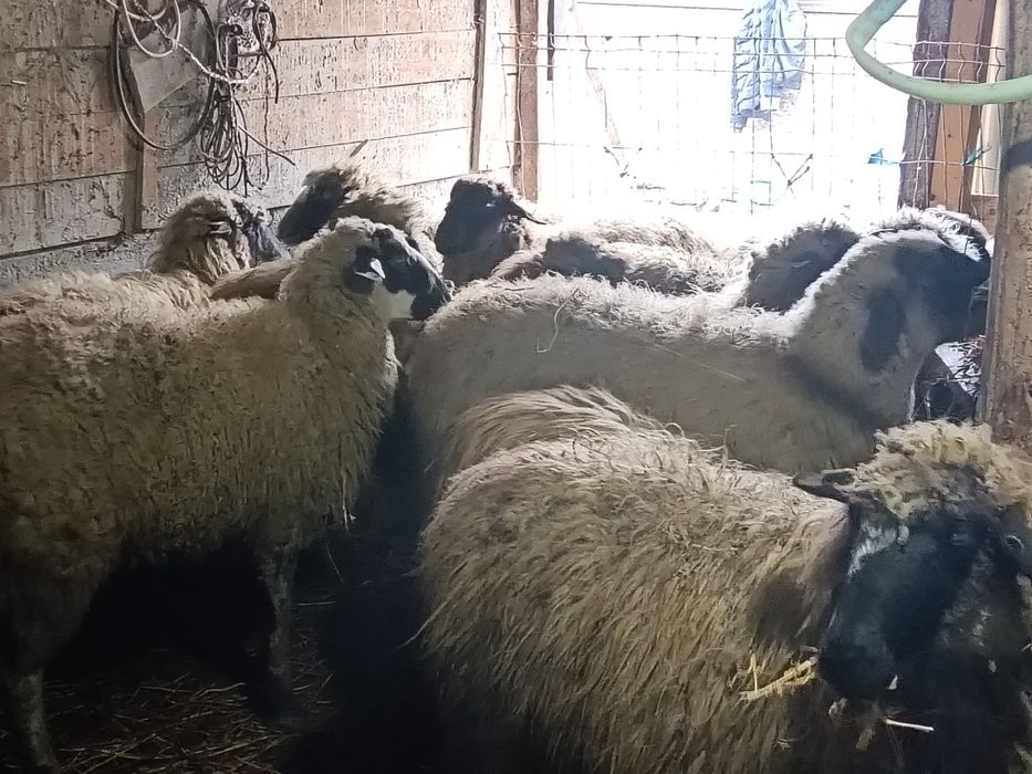 Vând 16 mioare și stramioare de talie mare