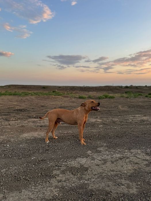 Питбуль рр собака ит