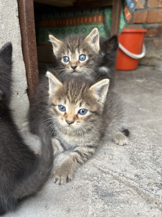 отдам котят, им 1 месяц