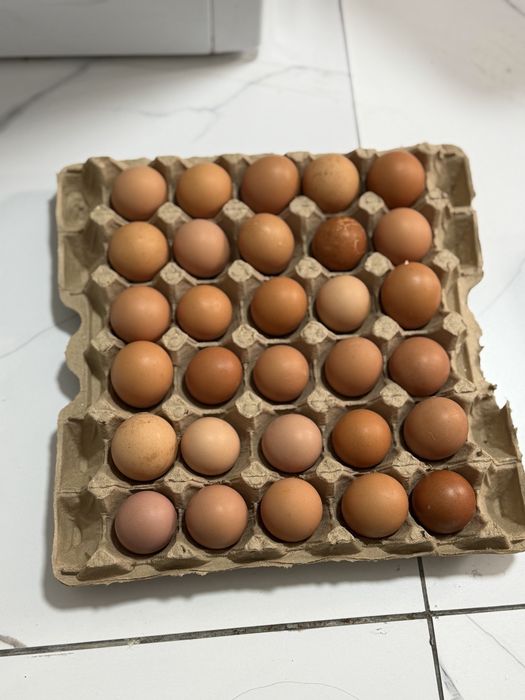 Яйца сертификат есть домашние