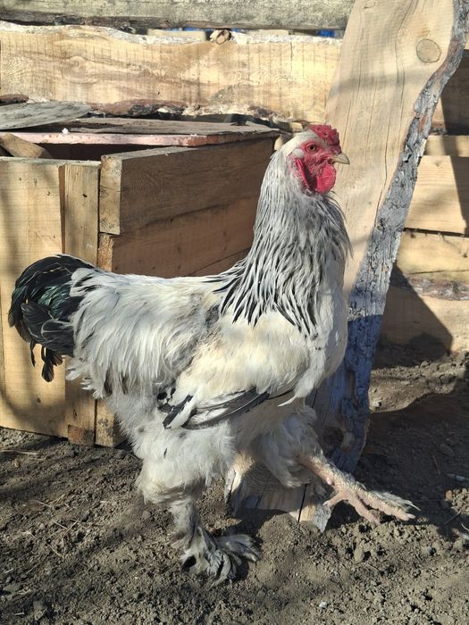 Продам Чисто породного петуха брама.