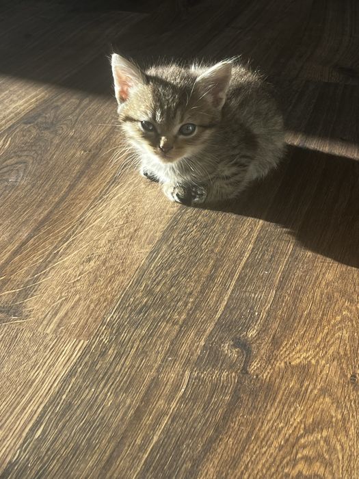 Продам котят вислоухие