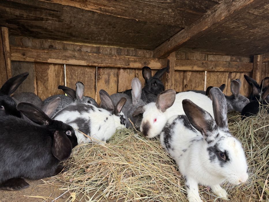Vand iepuri si iepuroaie cu pui