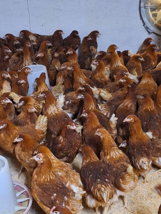 Продам курей несушки