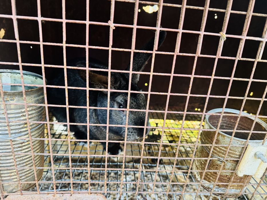 Продавам мъжки зайци