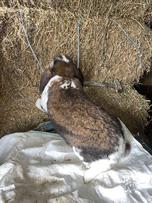 Iepuroaica berbec german