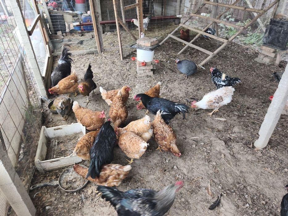 Vând păsări de curte