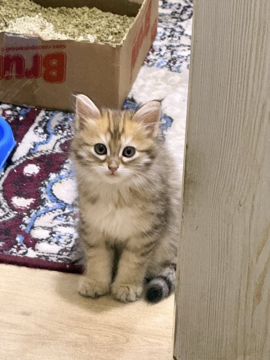 Продается домашний котенке