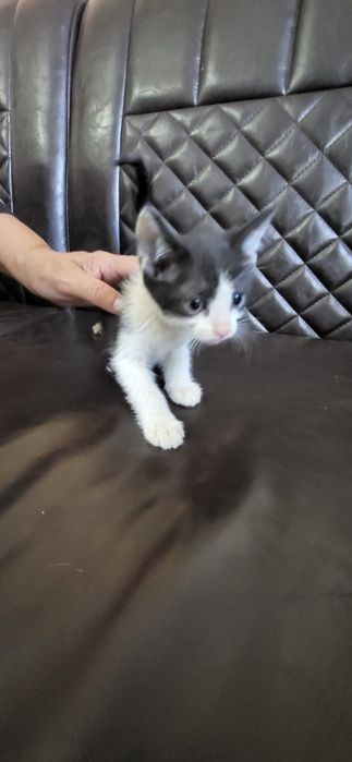 Отдам котят в хорошие руки