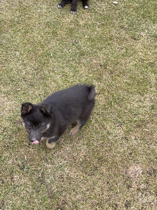 Лайка бесплатно!