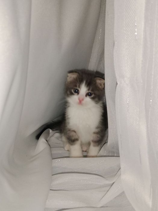 Породистый котенок