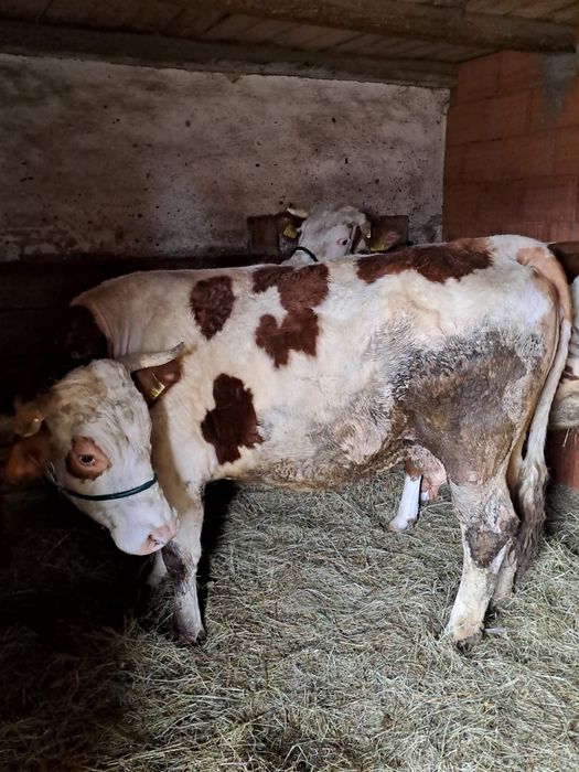 Vand vaca gestanta baltata romaneasca