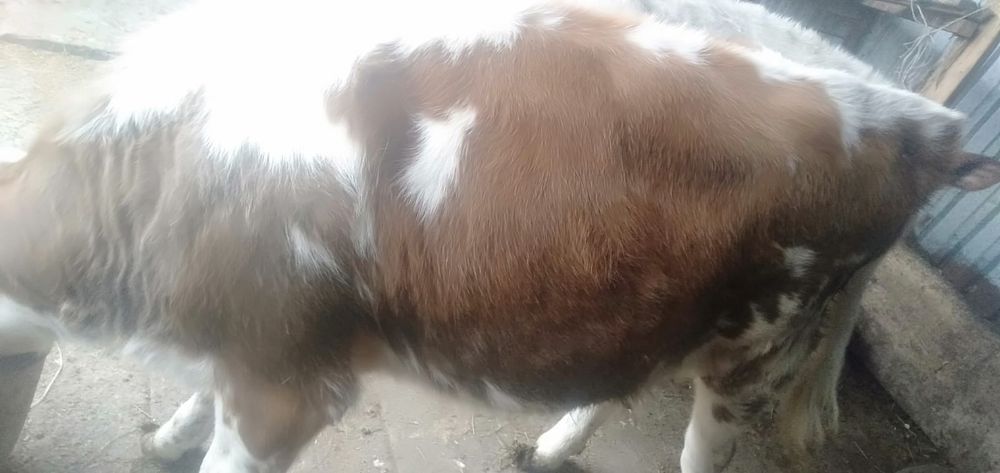 Продам корову и телёнка