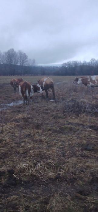 Vand vaci cu tot cu vitei