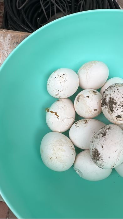 Несушки куры леггорн