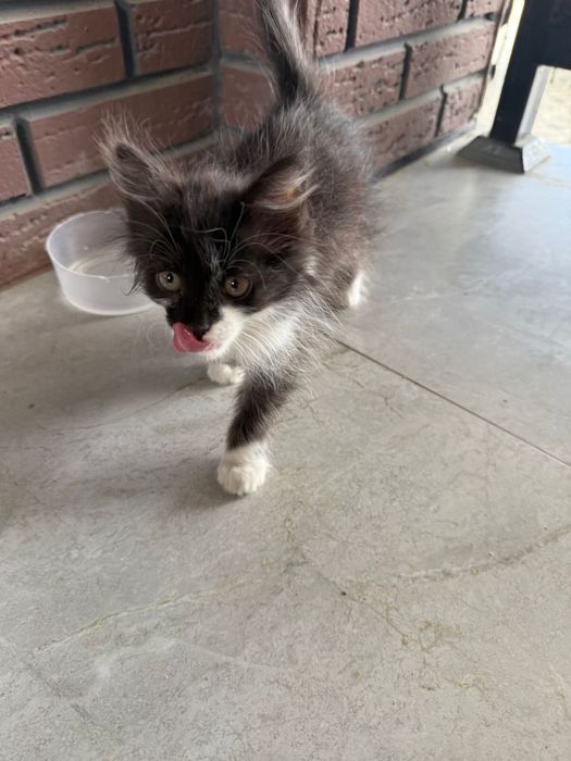 Отдам котенка бесплатно