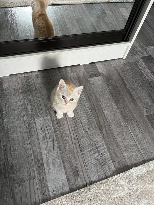 шотландские котята