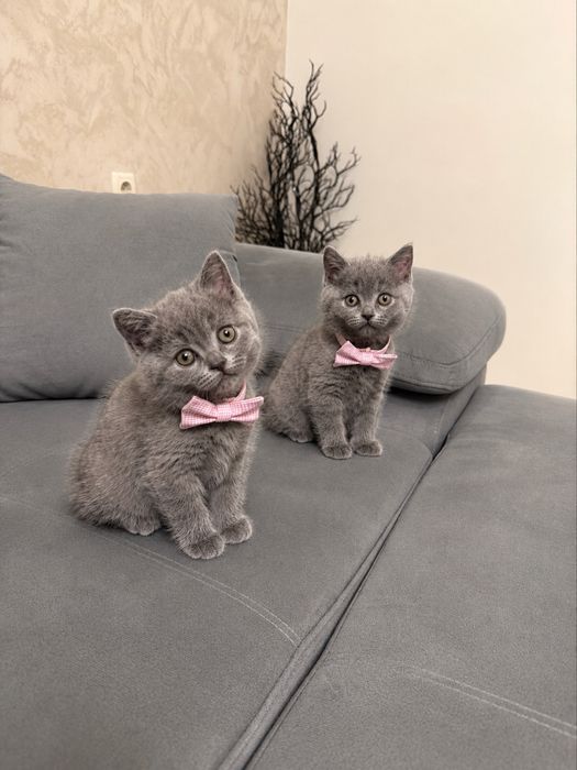 Британски котета