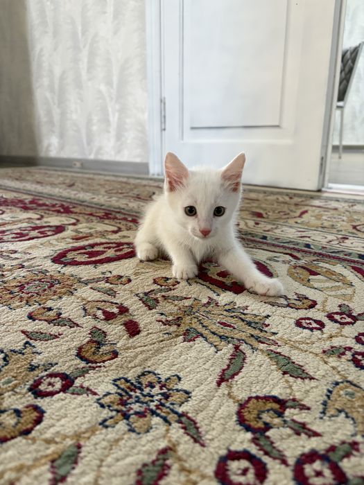 Котята в хорошие руки