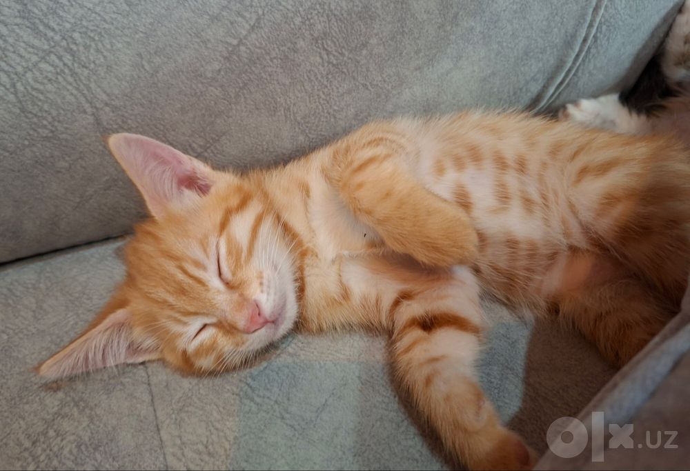 Милые котяты в добрые руки ..