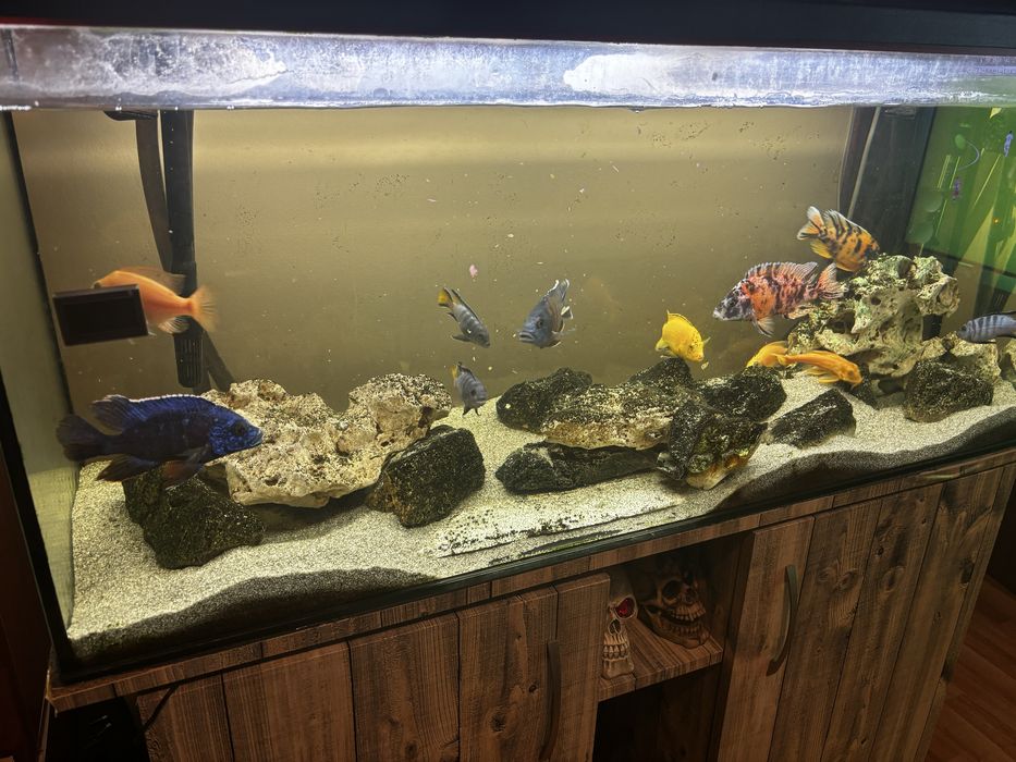 Vand ciclide africane