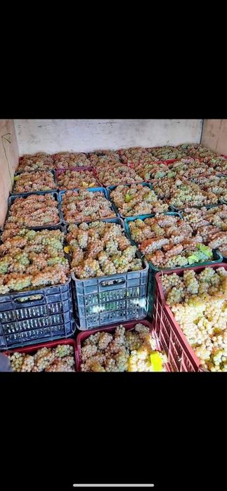 Vand struguri de vin livrez oriunde în tara