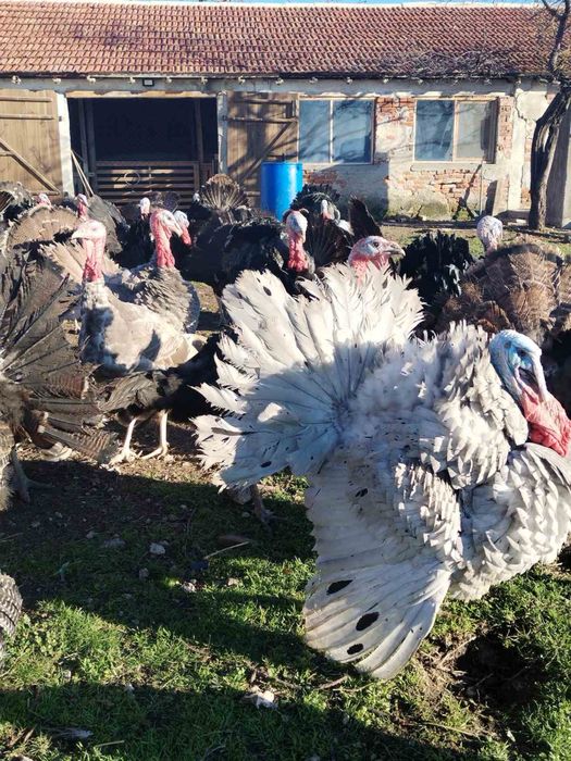 МЛАДИ! Пуйки/Пуяци за клане и разплод