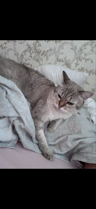 кошка.