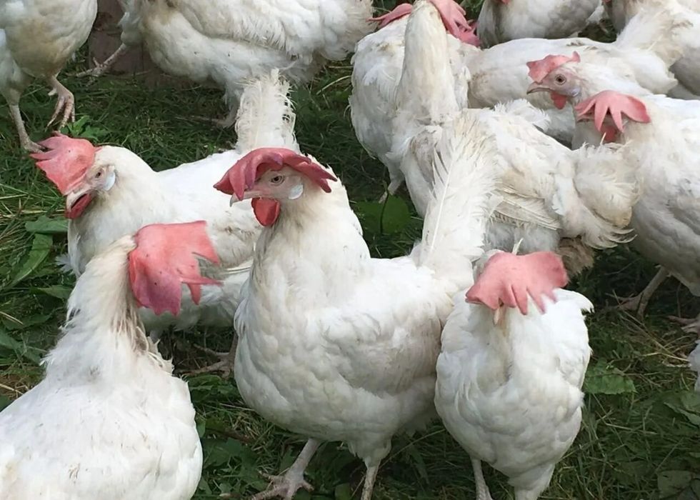Куры белые несушки на март